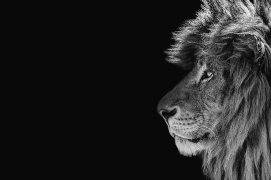 lion